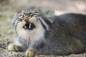 明明是“猫”，怎么又叫“兔”又叫“狲”？图片