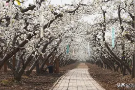 赏万亩梨花·观红色文化·咥梨花美味 2023年西安市阎良区（航空基地）第六届梨花文化旅游节启动图片