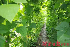 信阳市浉河区：“订单农业”助力乡村产业腾飞图片