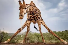 长颈鹿的“花样”繁殖，交配繁衍快如闪电，轻松避免各种危险源图片