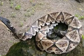 五步蛇的生活习性及人工养殖和存在的问题图片