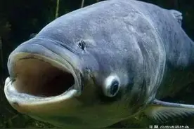 不是珍稀鱼种，但它却是首位严禁垂钓的鱼，鲢鳙的地位这么高？图片