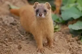 为什么“黄鼠狼”不能吃，难道是因为迷信？李时珍已经给出答案图片