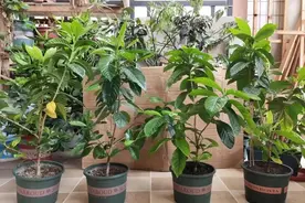 这些小药片别乱扔，兑水里，花根又多又壮图片