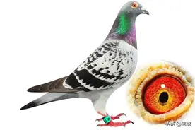 鸽子是散养好还是定时家飞好？不少鸽友还在纠结这个问题图片