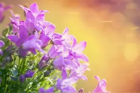 时光清浅，岁月无恙，一半素心以待，一半独守清欢图片