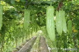 种植苦瓜需要整枝吗？如何进行图片