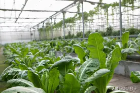 农村老一辈传下来的种菜三个方法，巧施肥壮根系，壮苗稳产有保障图片