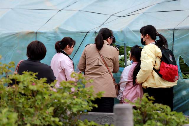 中国洛阳牡丹文化节每日花情专题播报之一含苞欲放