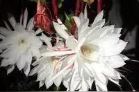 全球十大花语最悲伤的花图片