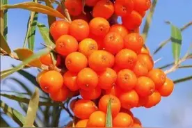 沙棘是怎样的植物，它有什么利用价值图片