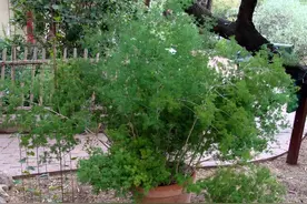 比文竹好养百倍的蓬莱松，做好这几点，可远离烂根黄叶图片