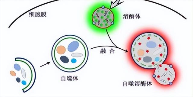 学习笔记之为什么总是感到饿