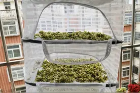 只因添置了这些小工具，让我身住楼房，也能享受老家平房的幸福感图片
