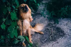 有点吓人！狗狗大晚上发出哭一样的叫声，有这些含义图片