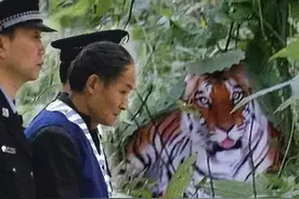 2007年“华南虎造假事件”，一村民坦白造假经过，2020年再现风波图片