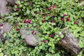 人称“万能解毒王”，过去农村很多，如今不多见，价值很高图片