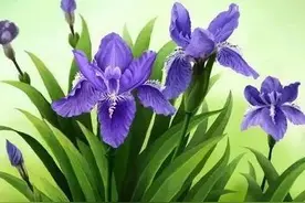 蓝色蝶韵一一独特的鸢尾花（散文）图片