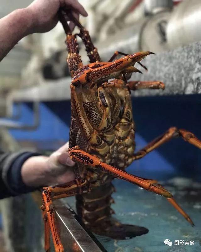 40头的花胶是几级 2025年花胶40头是什么意思?