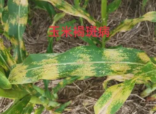 注意！今年玉米褐斑病发生较为严重，该怎样防治？老农教你