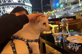 刷短视频找到失散两年的狗狗！跨越1700公里，从浙江杭州到四川广元，接旺财回家图片