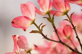 高级了，花朵这么拍高级不俗，6个花朵摄影技巧学起来吧图片