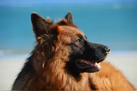 科普优秀的德国牧羊犬，看完这6条，绝不走弯路图片