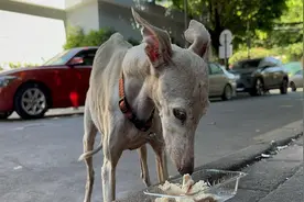 狗在临终前，会完成最后几个“任务”，懂人会落泪！图片