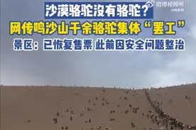 网传鸣沙山千余骆驼集体“罢工”，景区：已恢复售票，此前因安全问题停售一天图片