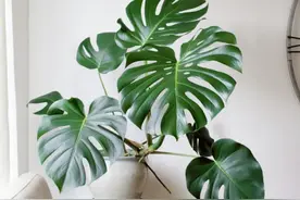 适合光照不良客厅养殖的大型盆栽绿植，耐阴性好，皮实耐造图片