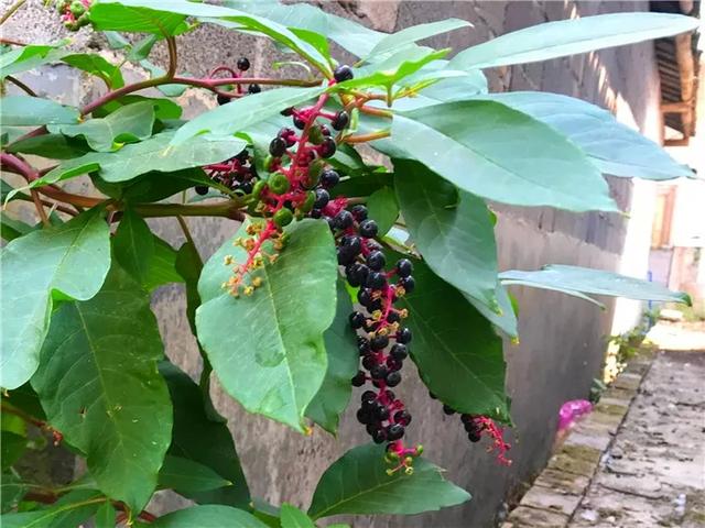 农村8种常见的有毒植物,别乱碰别乱吃,赶紧收藏并告诉家里人