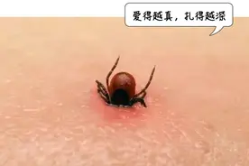 假期回郑，3岁娃娃身上带回这种可怕的虫图片