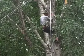 河南鹤壁 伐木工人高空作业时不慎受伤被困树上图片