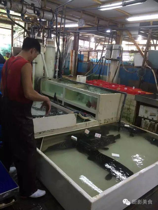 什么海鲜胶原蛋白最多 2025年海鲜含有胶原蛋白吗