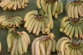 买香蕉的时候，是拿大的还是小的好？学会这招，买的都又香又糯图片