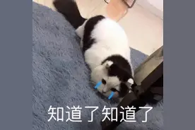 沙雕可爱表情包/知道了知道了图片