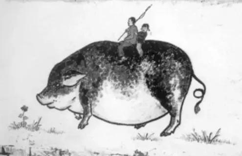 价格下跌！但这种猪肉劝你别吃，这些冷知识，很多人还不知道