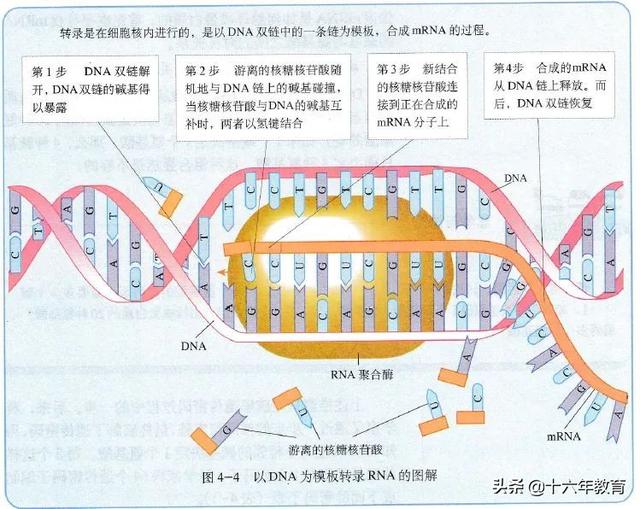 高中生物重要生化知识图解记忆（建议收藏）