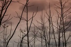 对《树先生》这部电影您是怎么理解的？图片