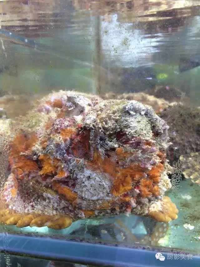 40头的花胶是几级 2025年花胶40头是什么意思?