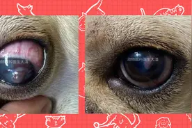 （安徽病例）斗牛犬眼睛红肿充血、流泪、角膜破损，保守治疗痊愈图片