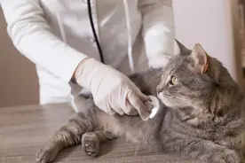 猫口炎是什么病，致死率高不高，如何治疗最有效？图片