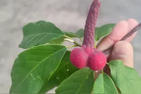 百花争艳后，入秋果渐丰图片