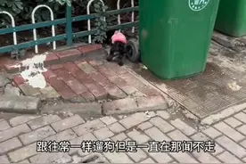 女子遛狗时捡到小奶狗，同一地点第二天又捡一条：狗妈妈哪去了？图片