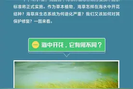 科普图解 | 在海水中开花结种，这样的“海底草原”如何保护？图片