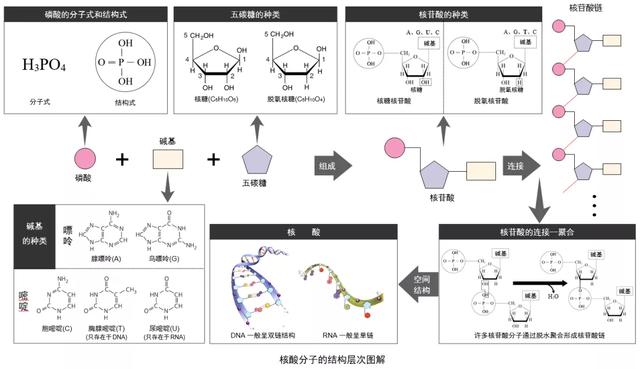 太有用了！高中生物新版必修一全册知识点清单，超详细