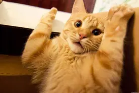 为什么不要“打猫”？这些后果，你没法承受图片