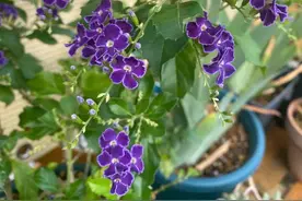 5种“香水花”，花香堪比香水，阳台养一盆，随时可以闻到花香图片