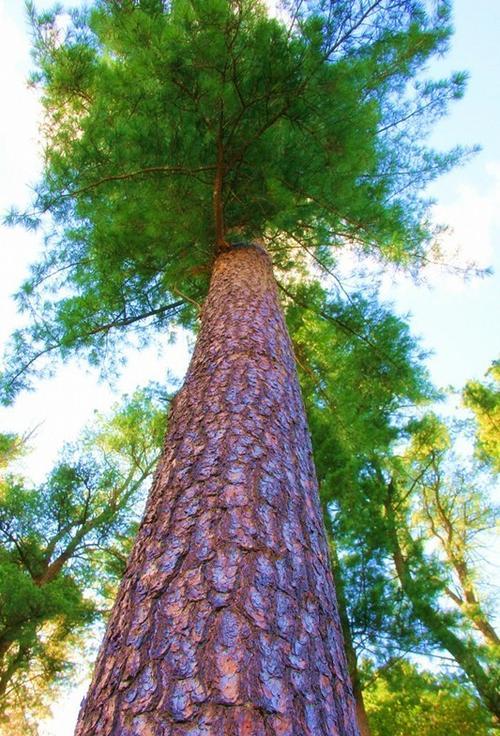 红松是一种什么样的树种?