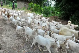 农民又头疼了，秸秆到底该如何处理，这样处理秸秆环保还有收益图片